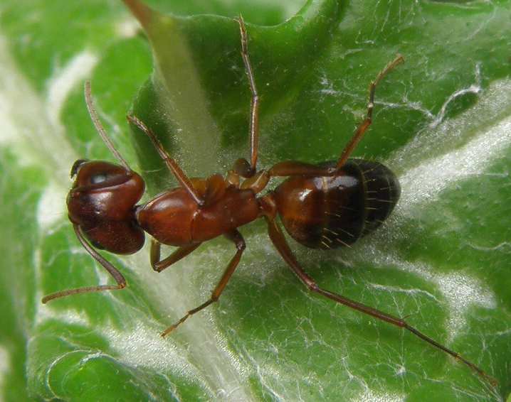 formica dalla Sicilia:  Camponotus (Tanaemyrmex) nylanderi